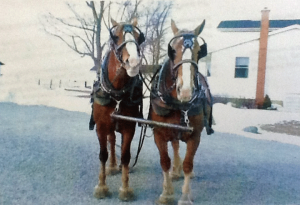 A pair of 11 year old mare's both sired by Redoy Supreme Lad bred and broke good.