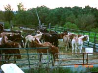 Colts for sale at Waukon Iowa