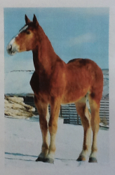 Yearling-stud-by-Lawn-Rock-Drew,-out-of-a-Queen-Ann-Master-dam