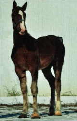 Yearling-filly-by-Lawn-Rock-Drew,-out-of-an-AgRestore's-J.W