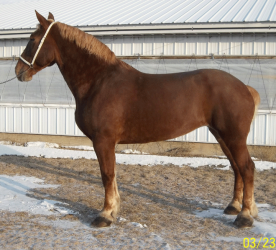 9 yr old Pine Grove Ace Designer daughter, out of a Greentop Cody dam. Bred to AgRestore Director Captain