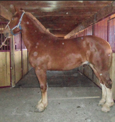 4-yr-old-Len-Acre-Captain-DeLuxe-gelding,-out-of-a-Legacy-dam