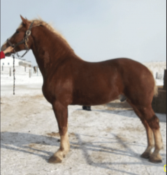 5-yr-old-Detweiler's-Prince-Diamond-gelding