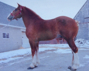 3 yr old gelding by DHF Captains Abe